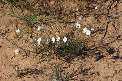 Heliophila variabilis