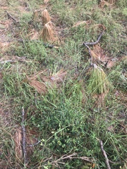 Kellochloa brachyantha