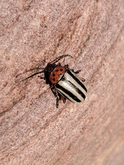 Disonycha latiovittata