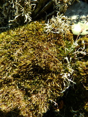 Hypnum cupressiforme lacunosum