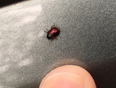 Spintherophyta violaceipennis