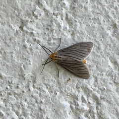 Biturix venosata