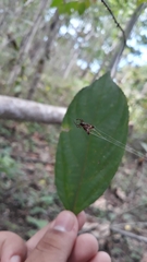 Micrathena plana