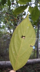 Micrathena plana
