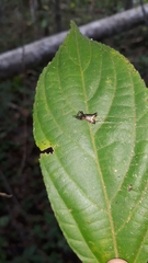 Micrathena plana