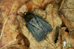 Amphipyra livida