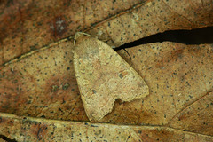 Agrochola laevis