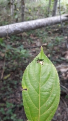 Micrathena plana