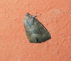 Atethmia ambusta