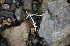 Calliarthron tuberculosum