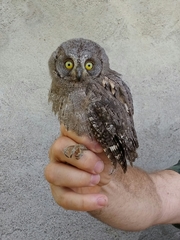 Otus scops