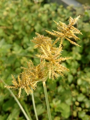 Cyperus esculentus leptostachyus