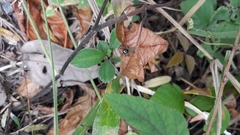 Kalcerrytus