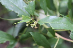 Frangula californica californica