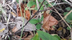 Kalcerrytus