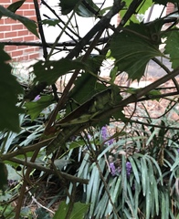 Schistocerca obscura