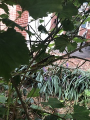 Schistocerca obscura