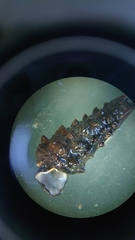 Tympanotonos fuscatus