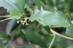 Frangula californica californica