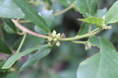 Frangula californica californica
