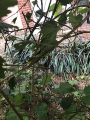 Schistocerca obscura