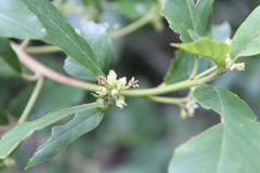 Frangula californica californica
