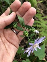 Symphyotrichum retroflexum