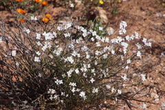 Heliophila variabilis