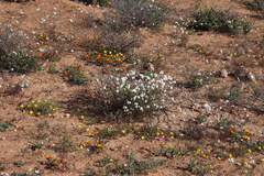 Heliophila variabilis