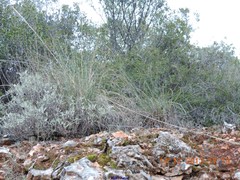 Macrochloa tenacissima