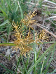 Cyperus esculentus leptostachyus