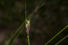Ptilothrix deusta