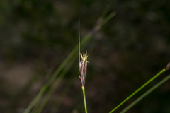 Ptilothrix deusta