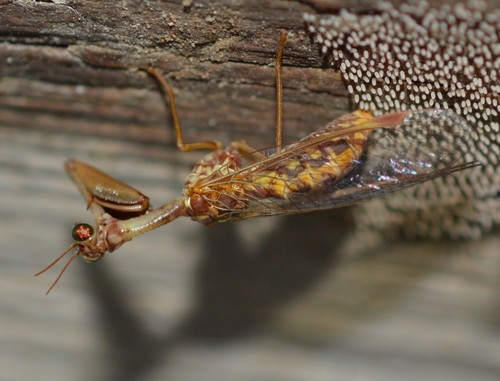 Styrian praying lacewing photo 5