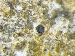 Sagiolechia protuberans