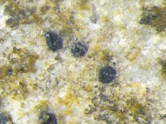 Sagiolechia protuberans