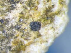 Sagiolechia protuberans