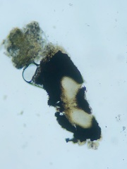 Sagiolechia protuberans