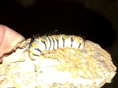 Euscirrhopterus gloveri