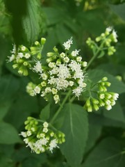 Ageratina altissima