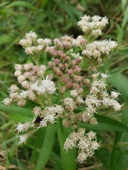 Eupatorium perfoliatum