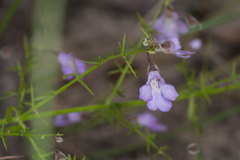 Prostanthera sejuncta