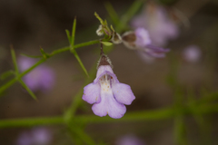 Prostanthera sejuncta