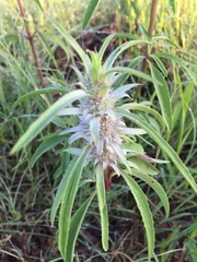 Monarda citriodora austromontana