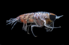 Hyperia macrocephala