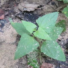 Fleischmannia incarnata