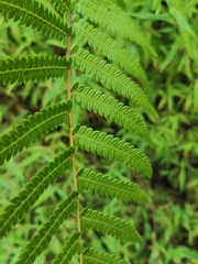 Christella acuminata