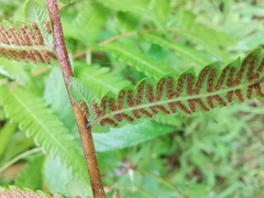 Christella acuminata