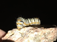 Euscirrhopterus gloveri