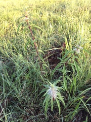 Monarda citriodora austromontana